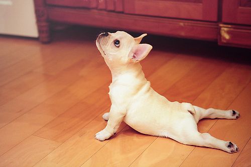 dog yoga poses