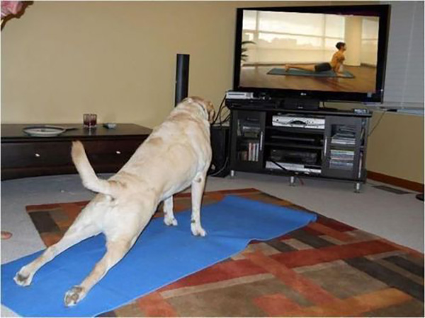 Funny animal on yoga mat practicing asana Vector Image