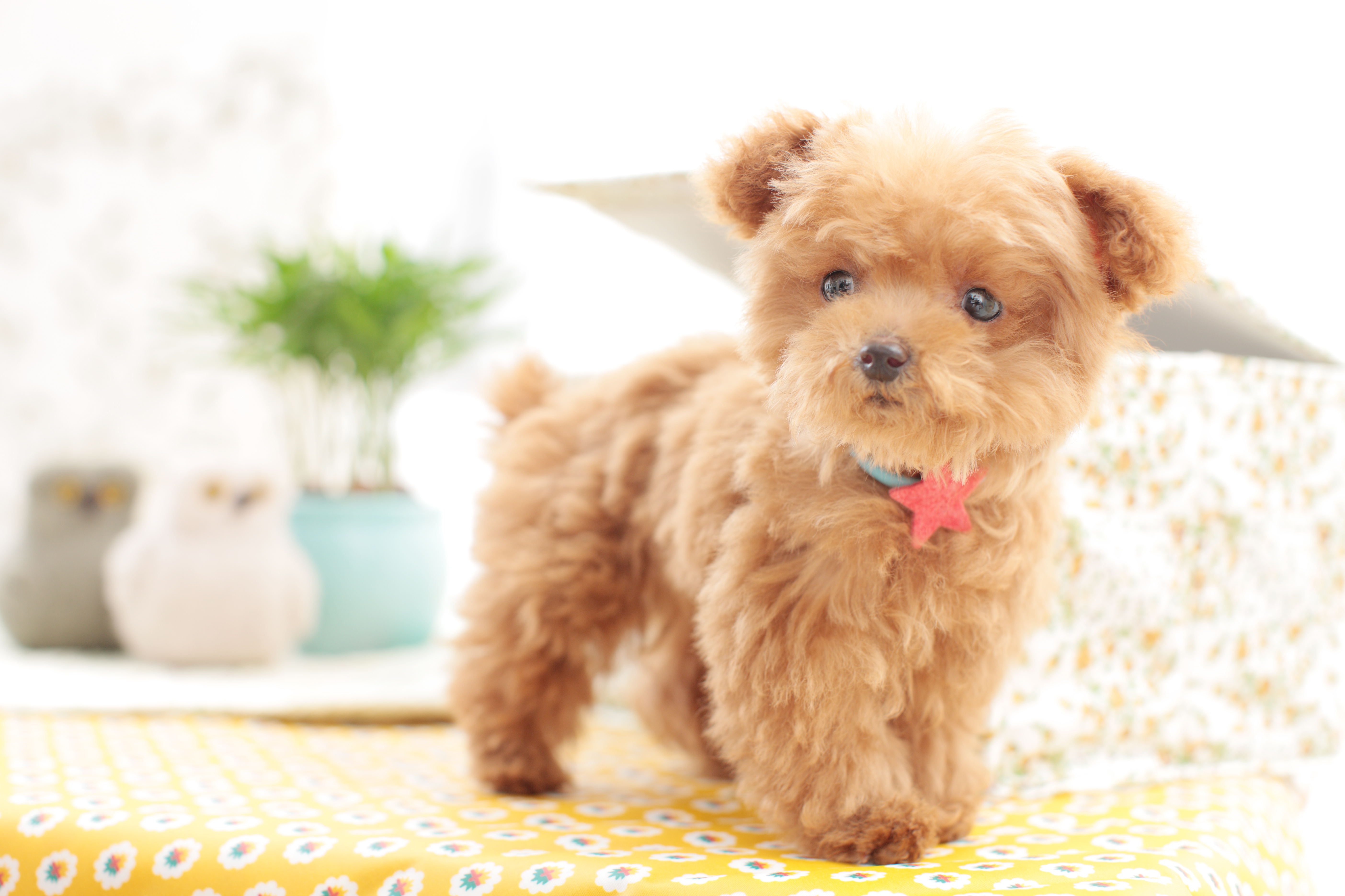 tiny teddy bear dog