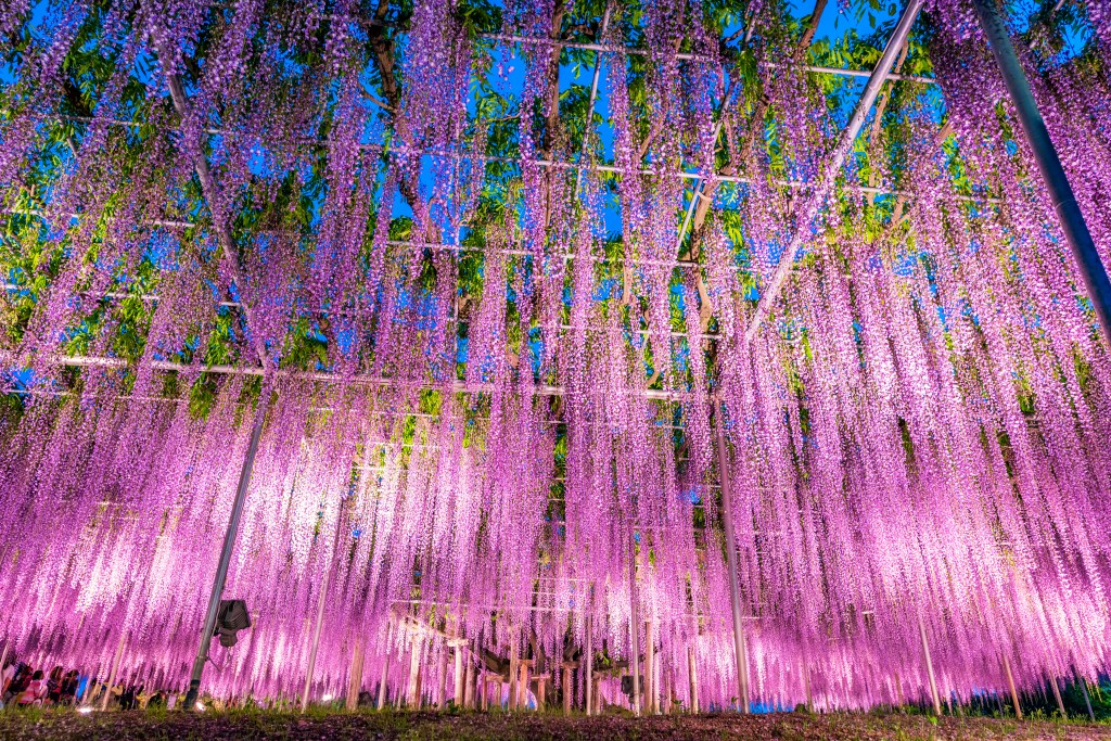 Breathtaking Wisteria Pictures That Are Straight From a Fairy Tale