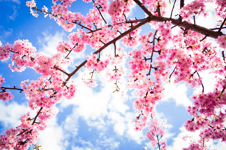 Vancouverites get a glimpse of spring as cherry blossoms start to