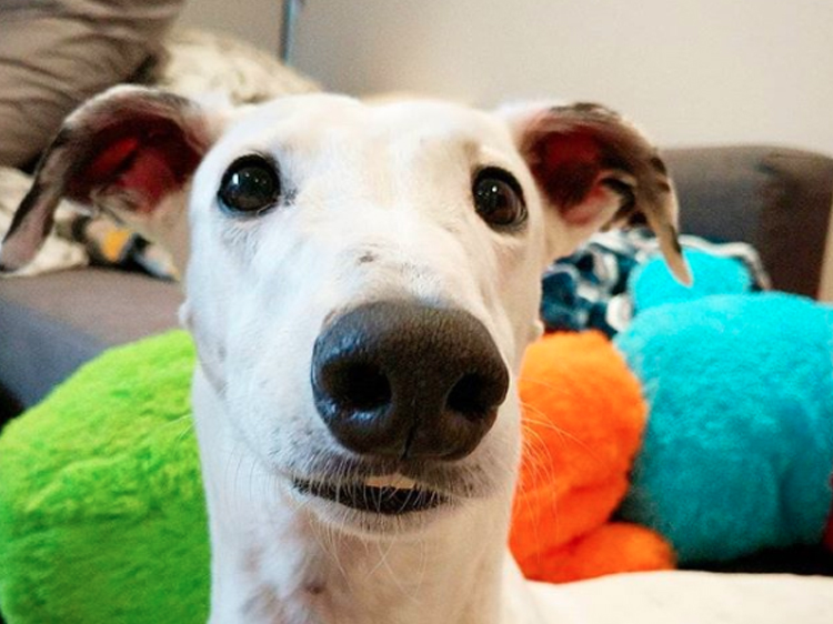 Salty Is the Friendliest Buck-Toothed Greyhound You'll Ever Meet