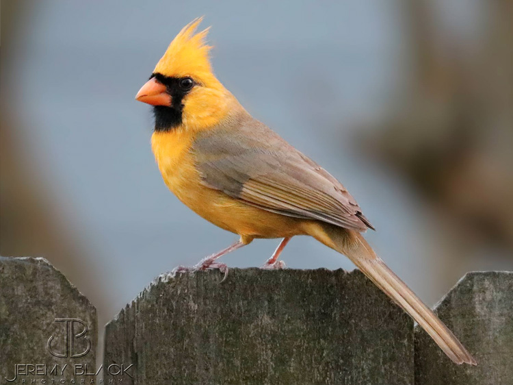 yellow cardinal bird