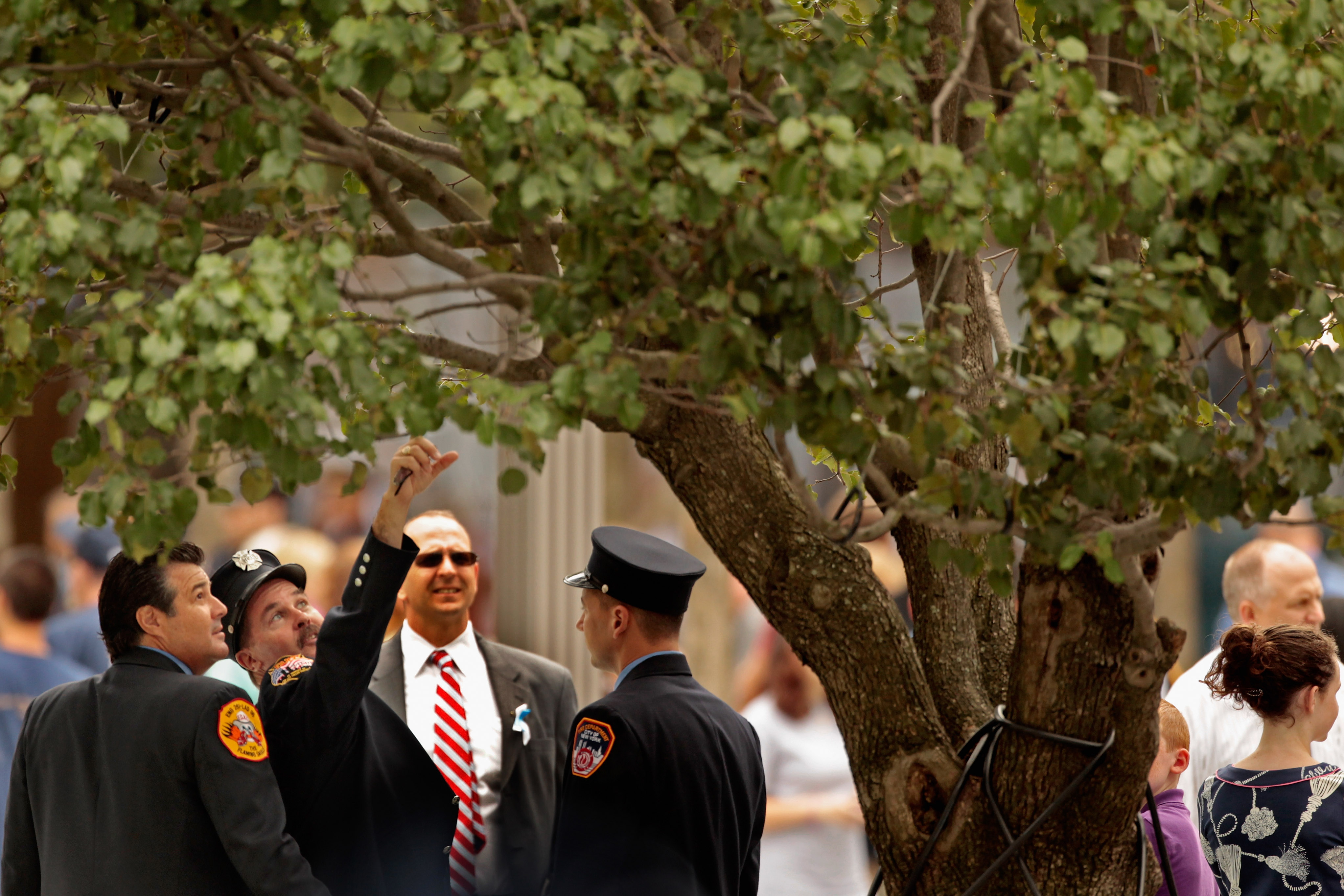 The Survivor Tree Blooms at Ground Zero