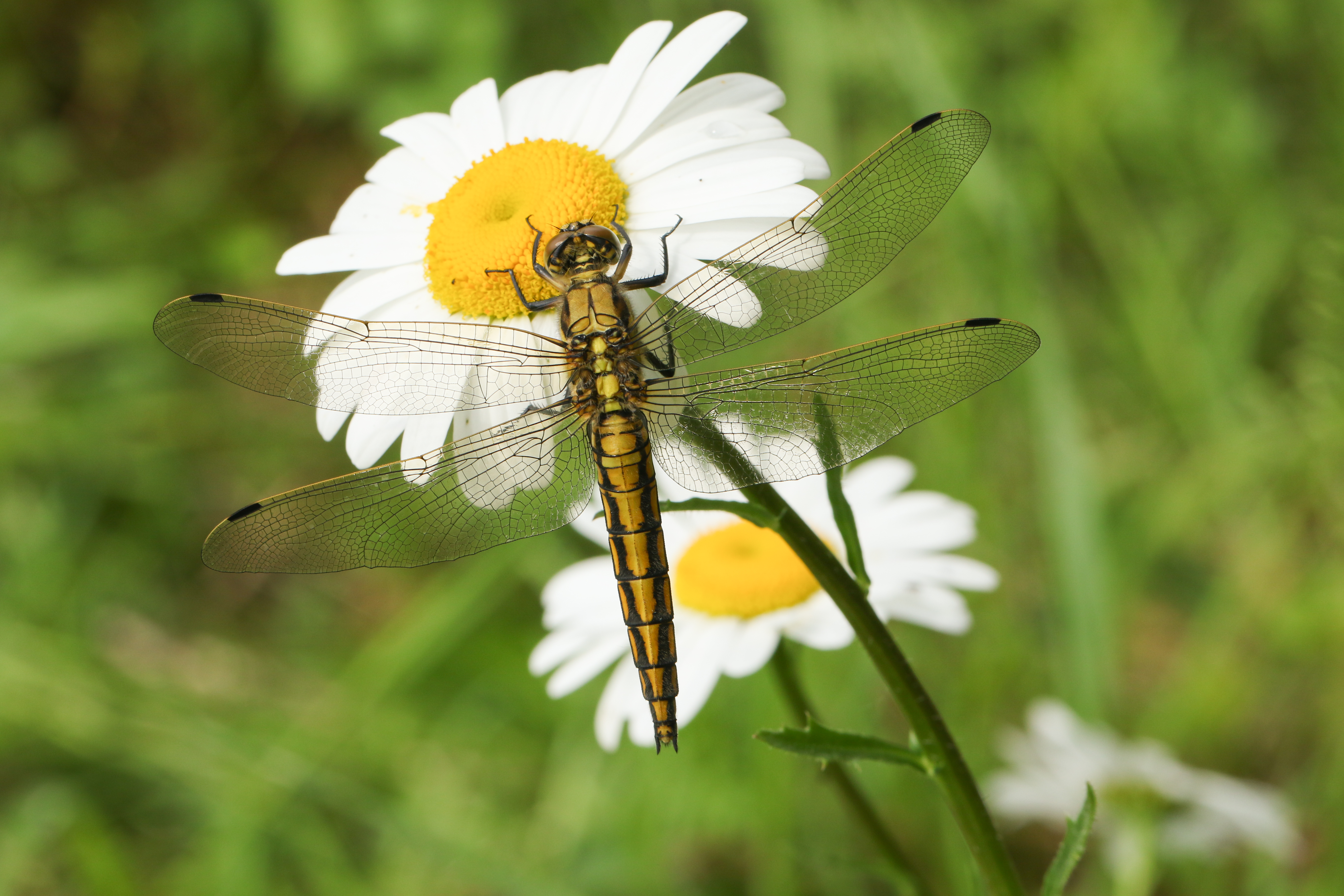 How To Create A Beautiful Dragonfly Garden