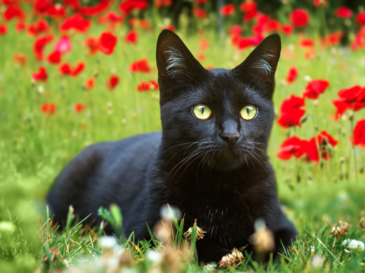 Photos of Cute Black Cats Prove They're Anything but Unlucky