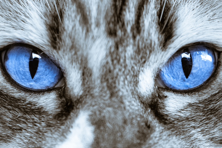 7 Eye-opening Cat and Dog Eye Facts