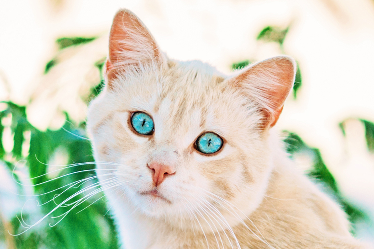 cute kitty eyes