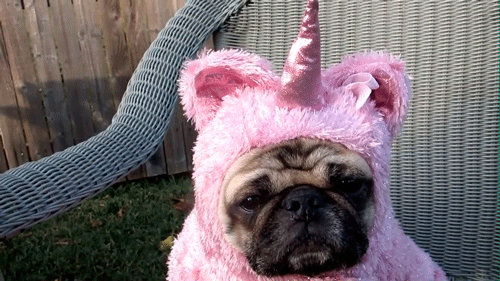 5 Best Funny Dog GIFs To Look At — Animal Hearted Apparel