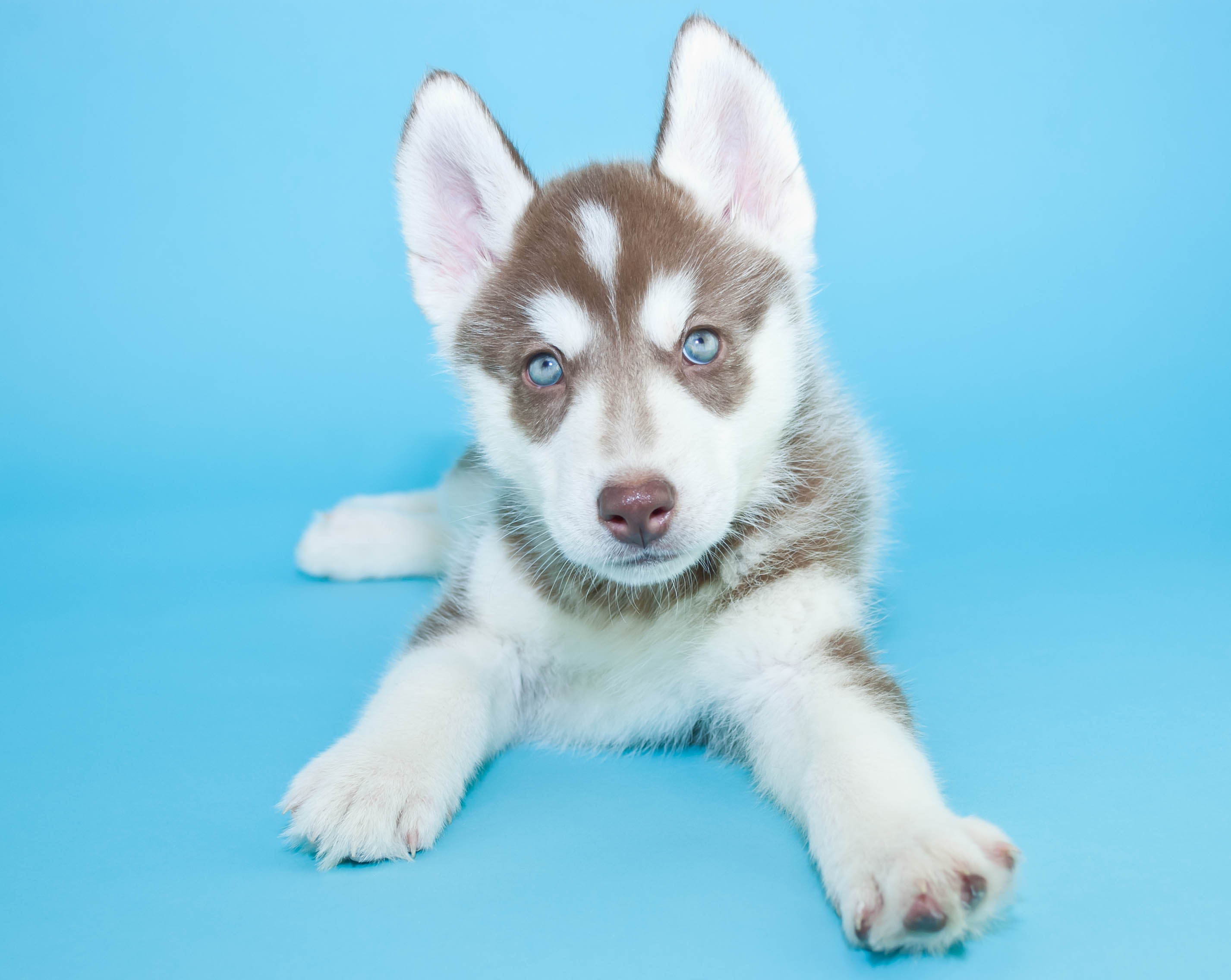 blue eyed husky puppy