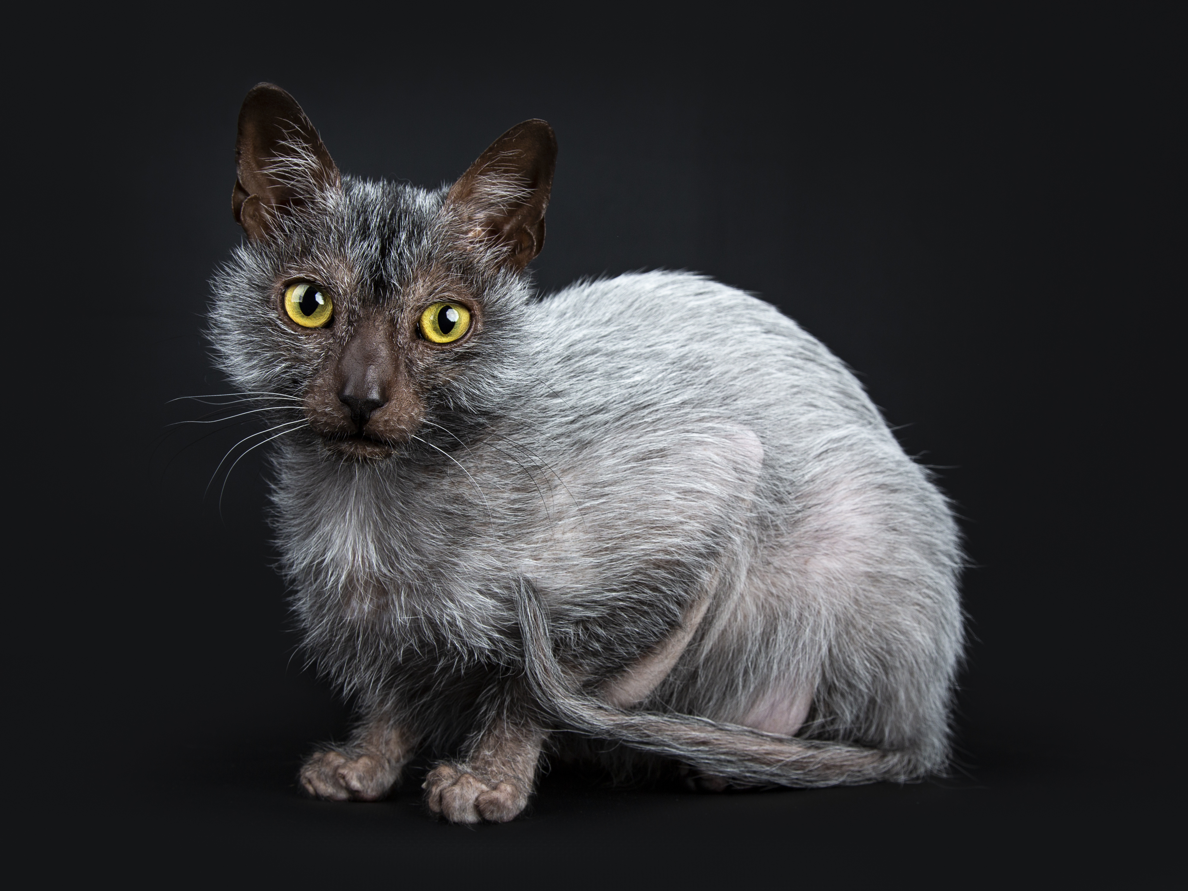 Werewolf cats hot sale for sale