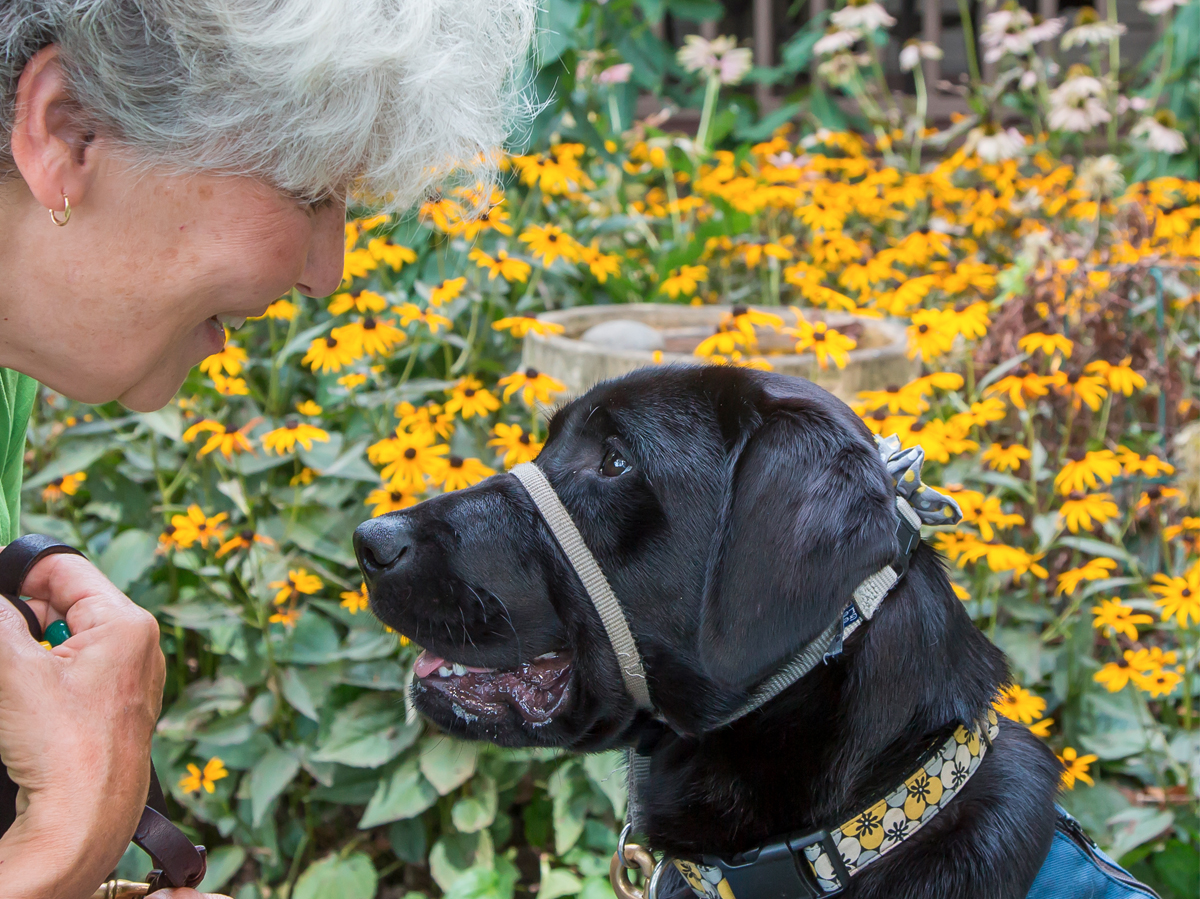 how do seeing eye dogs know where you want to go