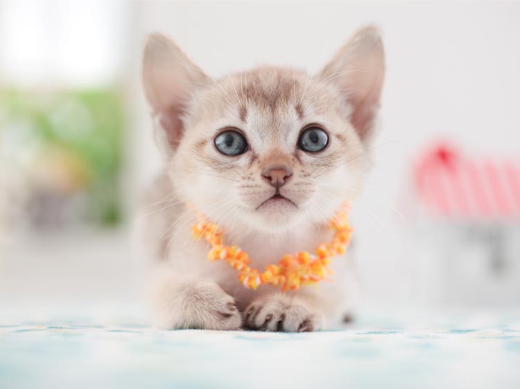 smallest cat breed
