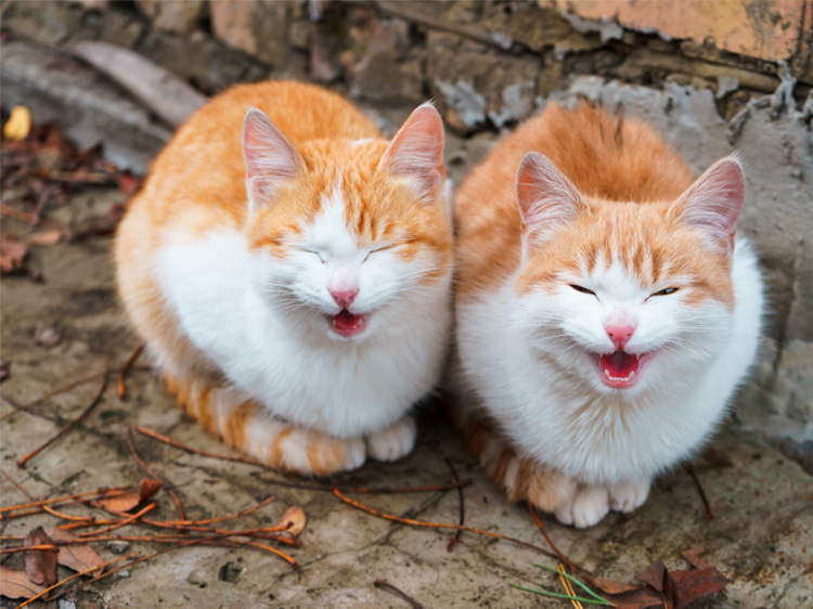 Cat Meowing and Making Cat Sounds: Why Do Cats Meow?