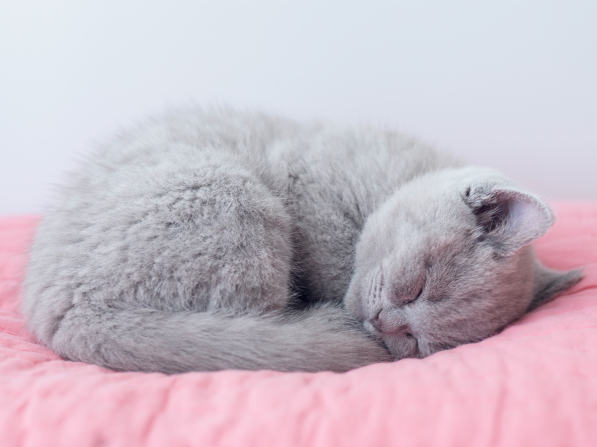 Why Do Cats Sleep So Much?