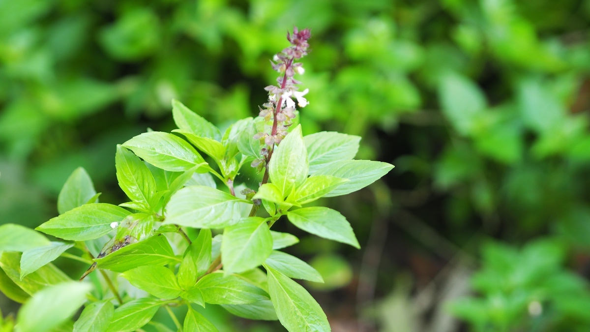 Holy Basil for Anxiety The Ancient Herb That Tames Stress