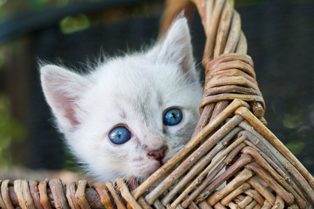 white cat with ice blue eyes outside