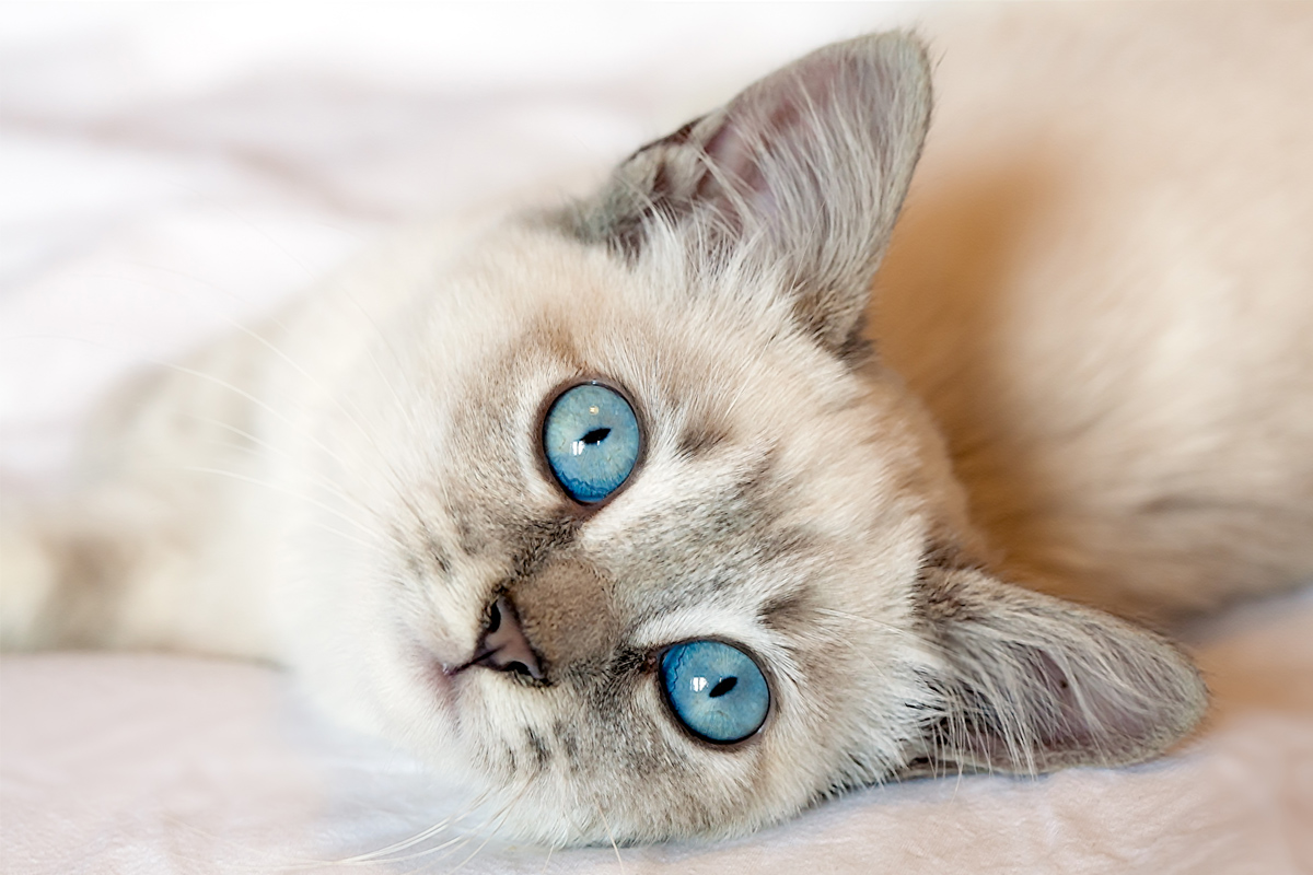 cats with blue eyes