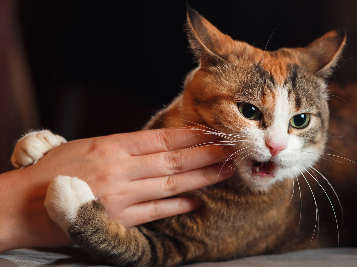 how-to-stop-a-cat-from-scratching-you