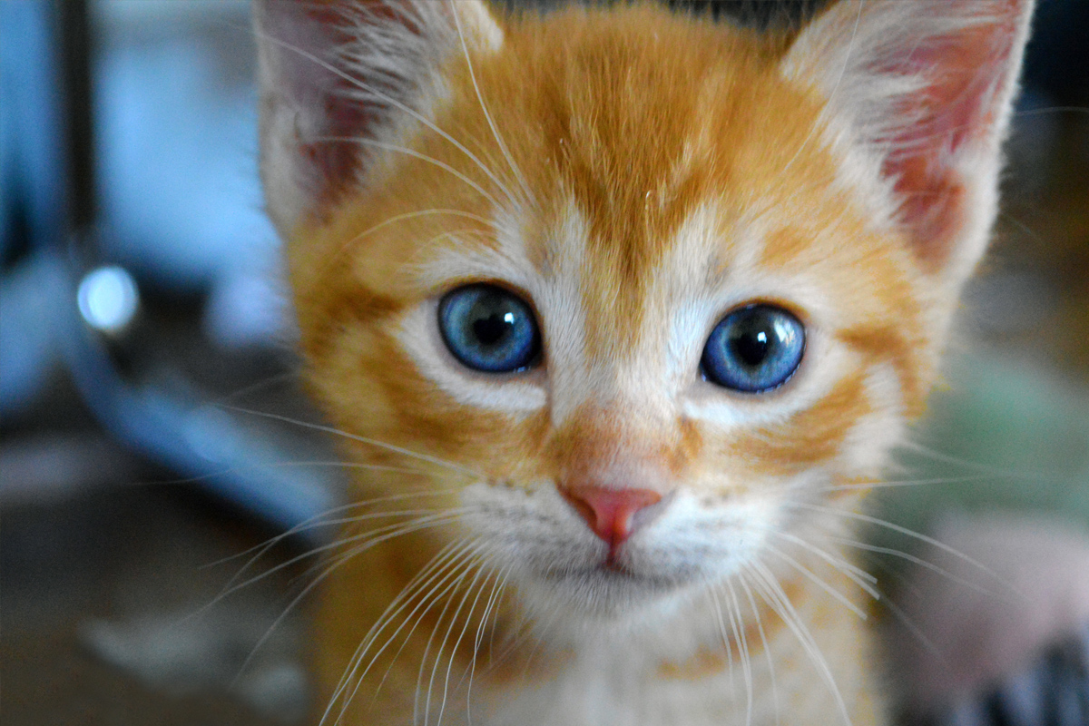 orange tabby cat with blue eyes