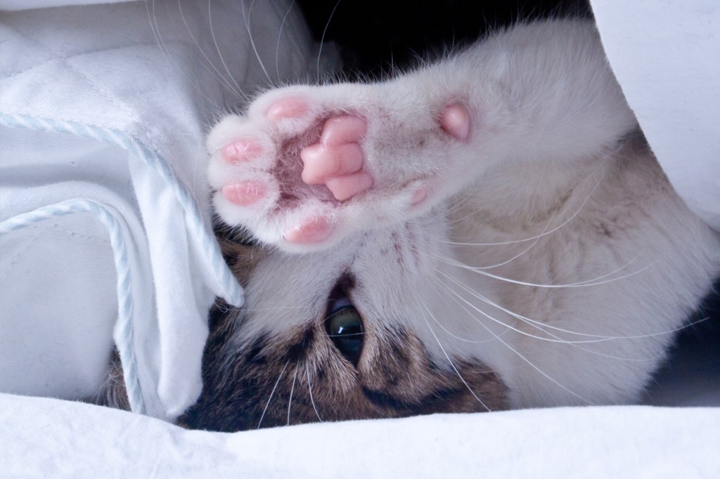 falsk Opmærksomhed Furnace The Best Photos of Cat 'Toe Beans'