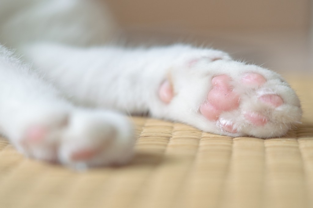 falsk Opmærksomhed Furnace The Best Photos of Cat 'Toe Beans'