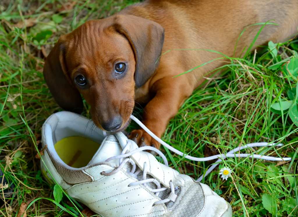 dog eating shoe