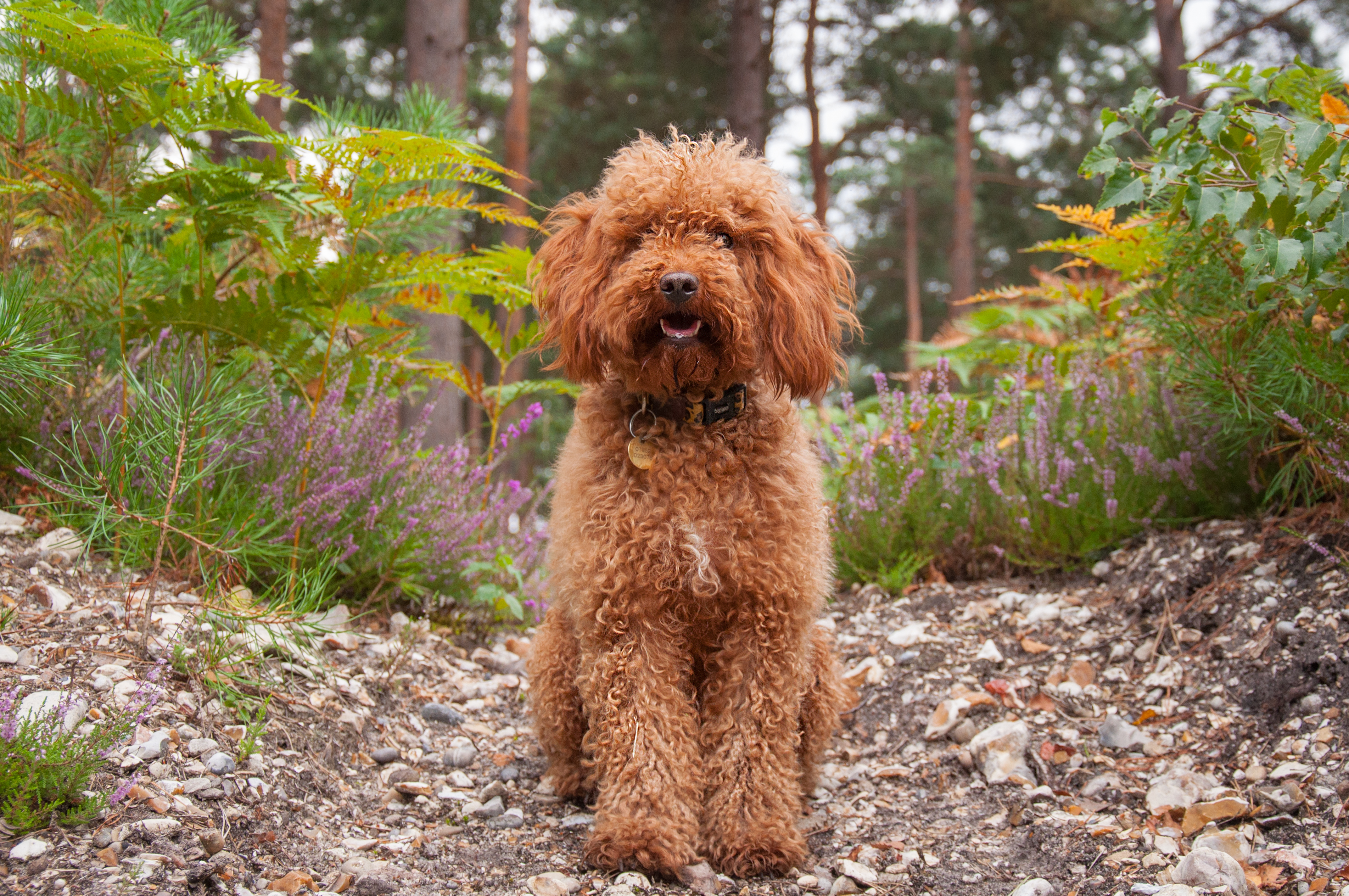 a teddy bear dog