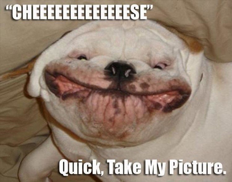 stupid funny pictures of animals