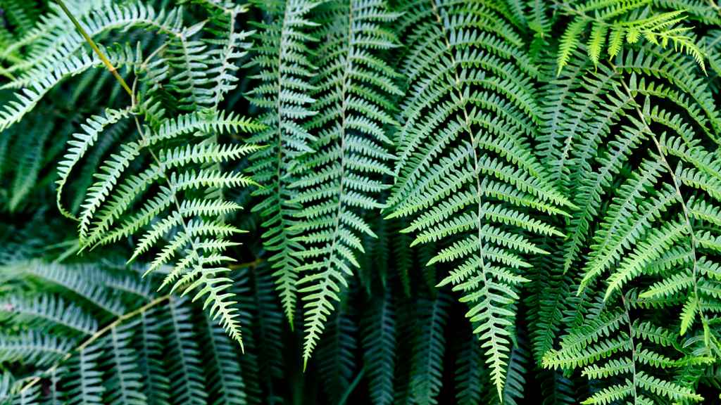 fern leaves