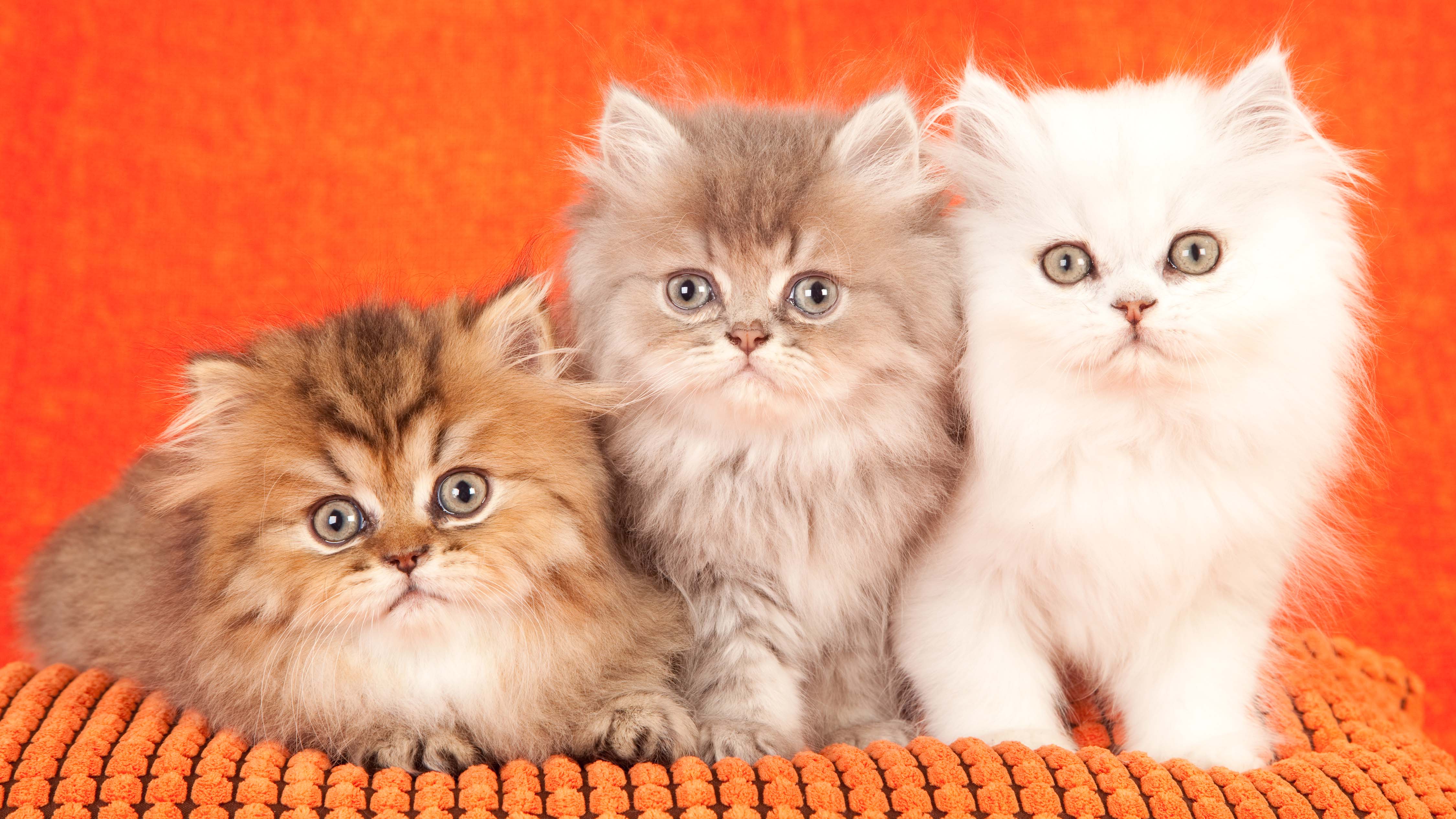 super cute persian cats