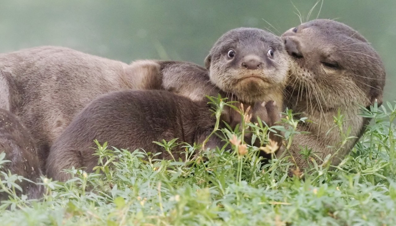 Older otter looking like it's kissing a wide-eyed younger otter's head