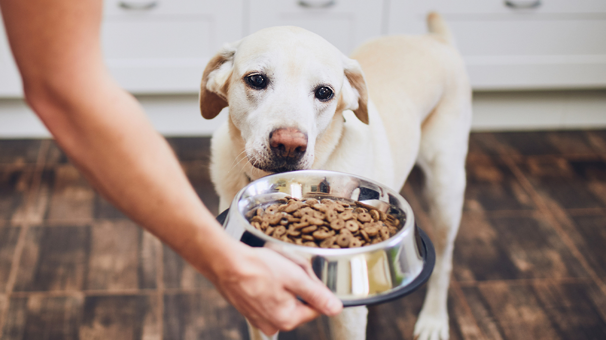 Could your pet's food bowl be harmful?