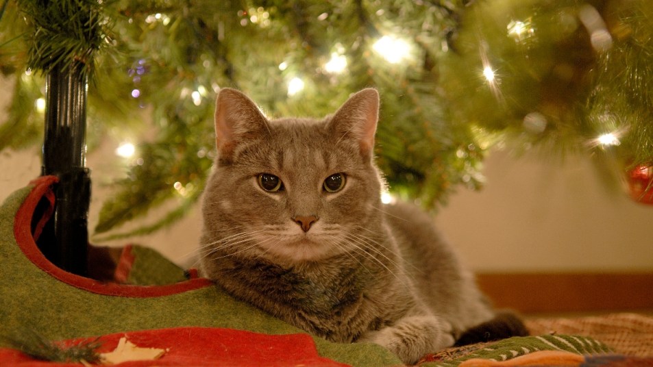 Trimming My Tiny Christmas Tree - Summer's Fabulous Cat Life