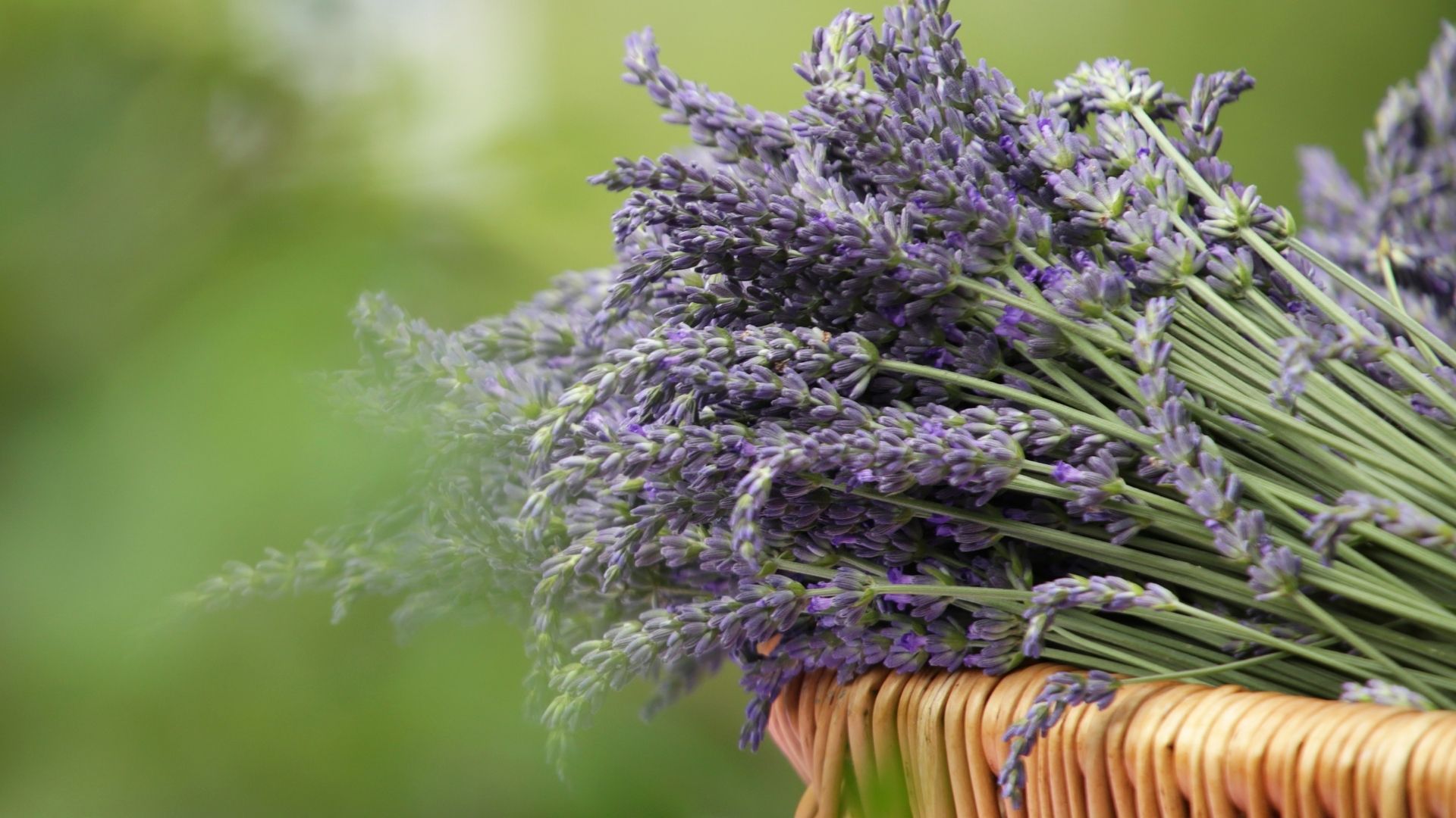 Lavender to vinegar - how to prevent moths ruining your best