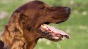 Drooling-Irish-Setter-dog-in-a-hot-summer