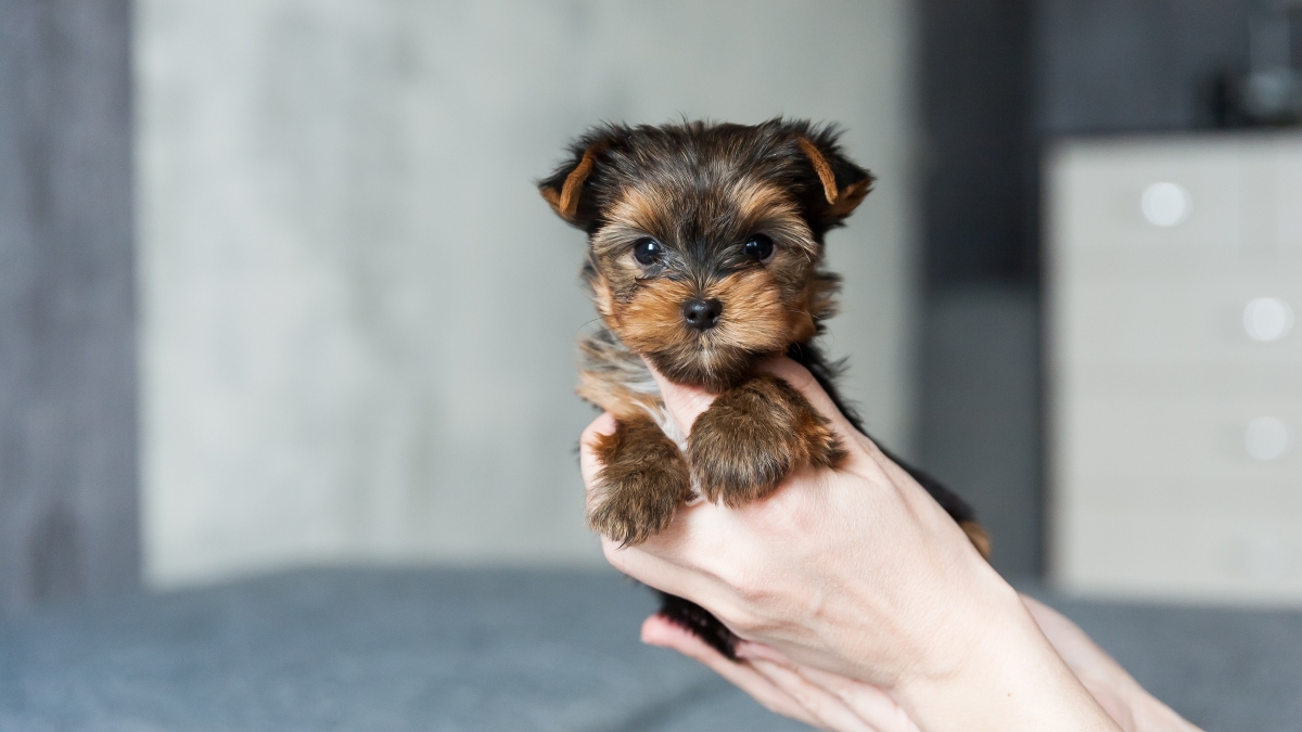 59 Best Small Dog Breeds That Stay Small And Look Cute Forever | Köpek  türleri, Köpek, Yavru köpekler