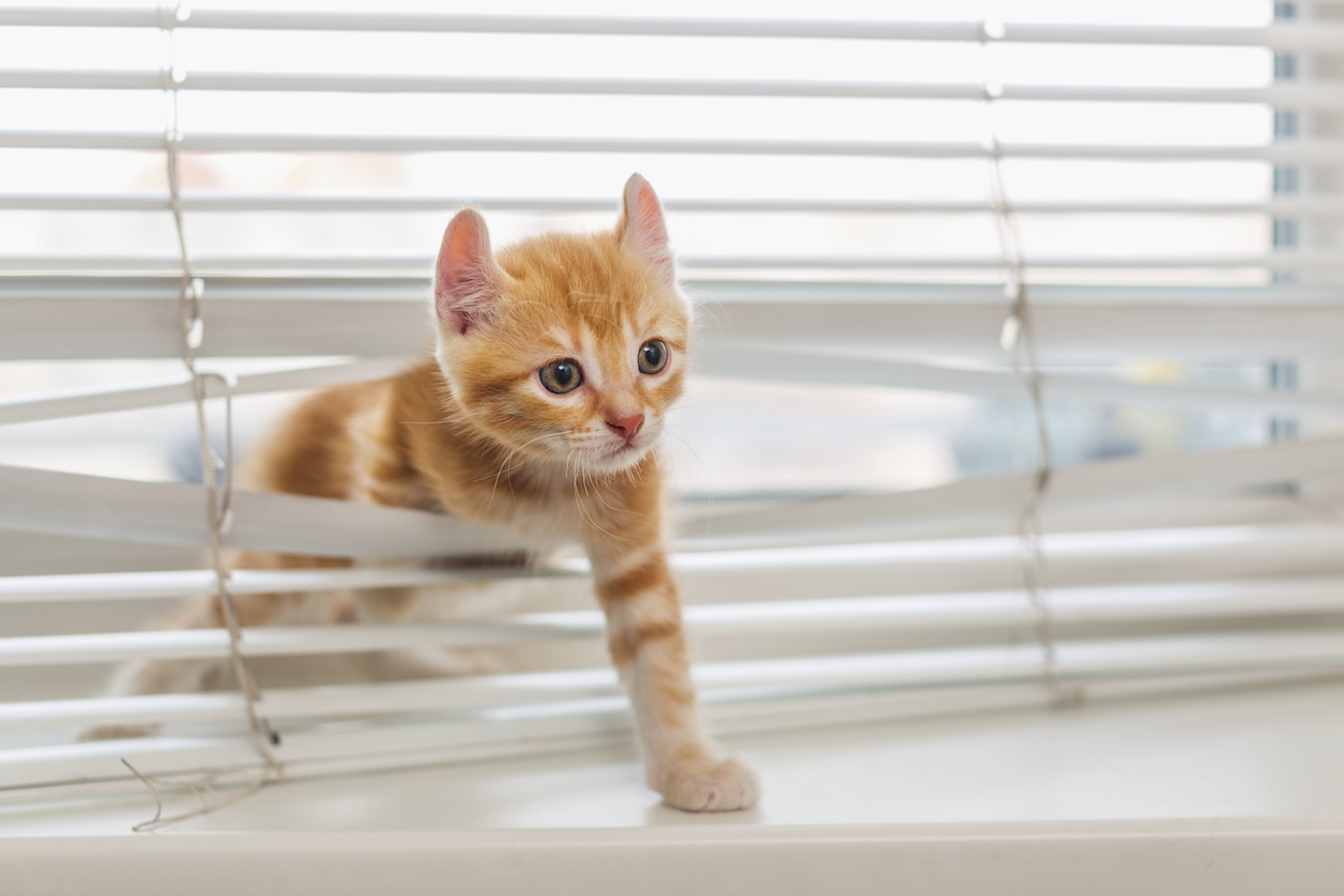 How to Clean Blinds of All Kinds: Cleaning Pros' Brilliant Tricks