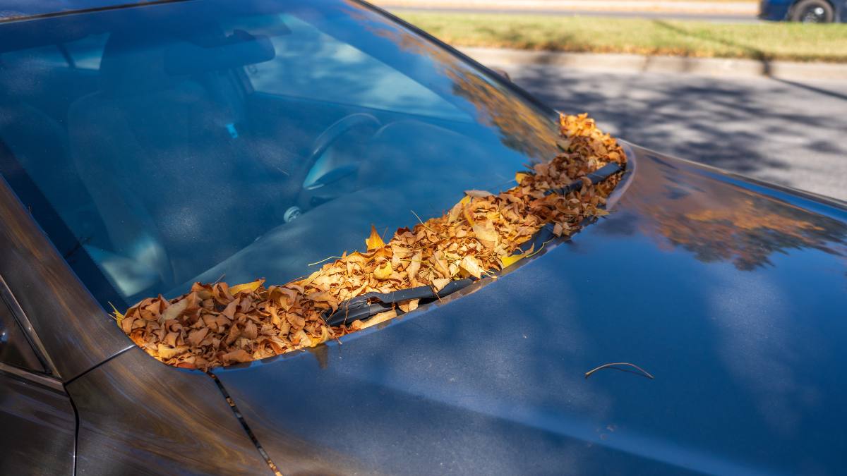 How to Remove Tree Sap From Auto Glass - Glass.com