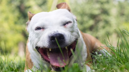 Brown and white dog laying in the grass coughing which may cause owner to ask "Why is my dog coughing?"