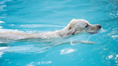 Golden retriever swimming in swimming in a pool