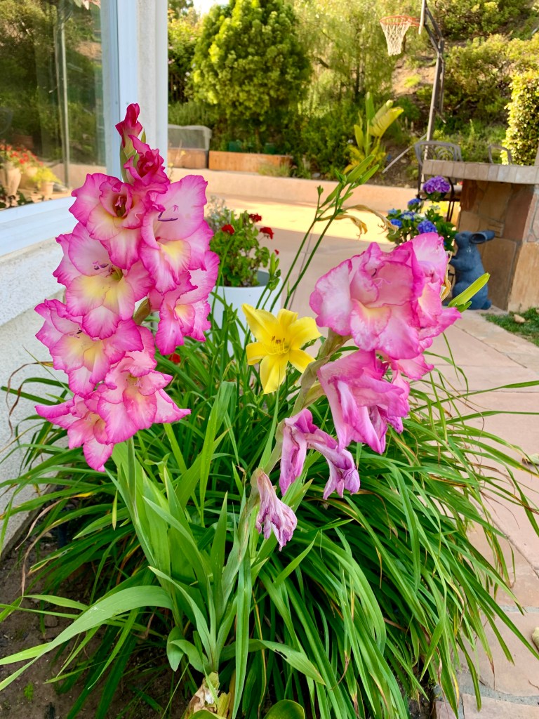 Jeni grows gorgeous flowers in her garden