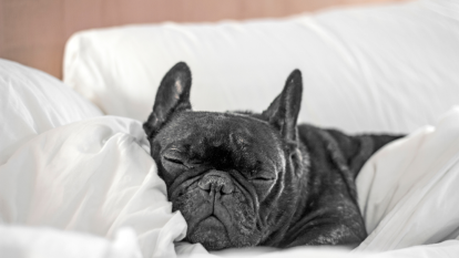 Black French Bulldog sleeping on white bedding, which could lead to the question: "What do dogs dream about?"