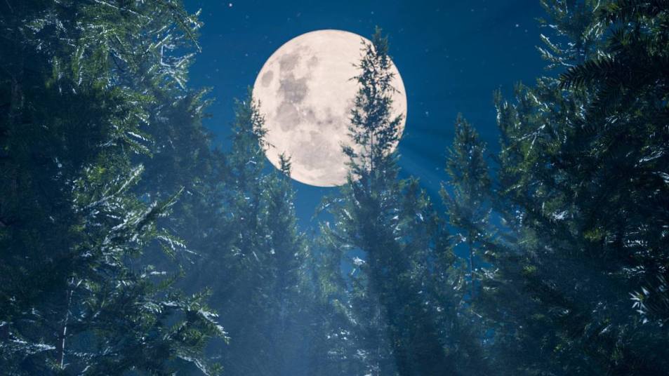 The full moon illuminates a dense coniferous forest and a path winding between the trunks of tall pines. The moonlight is divided into rays, covered by the tops of pine trees