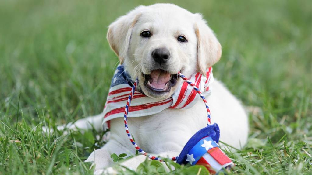 Fourth of July with a yellow Labrador puppy