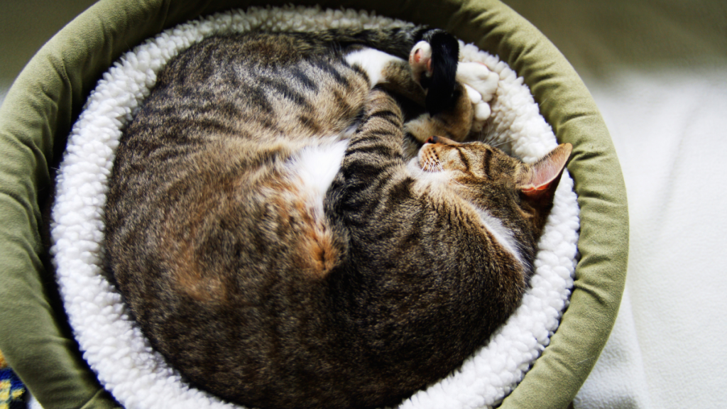 Cat curled up sleeping in its bed