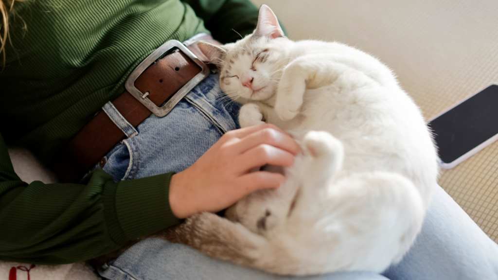 Cat sleeps on a woman's lap