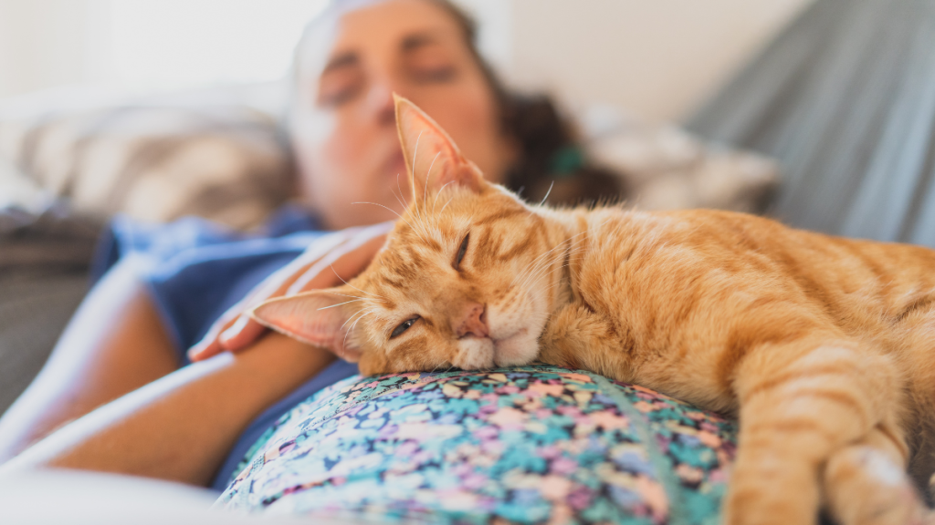 Ginger cat sleeps on woman's stomach