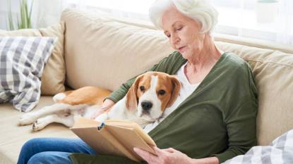 books with animals: Serious concentrated senior woman with white hair reading interesting book and hugging favorite Beagle dog while sitting on sofa in living room