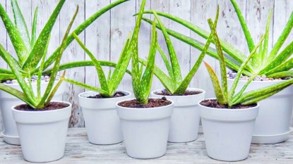 How to propagate aloe: Seven small aloe plants potted in small white pots